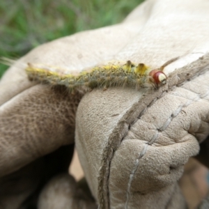 Nataxa flavescens at Charleys Forest, NSW - suppressed