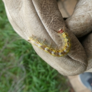 Nataxa flavescens at Charleys Forest, NSW - suppressed