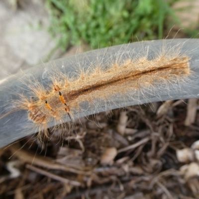 Pinara (genus) (Snout moth) at QPRC LGA - 22 Dec 2020 by arjay