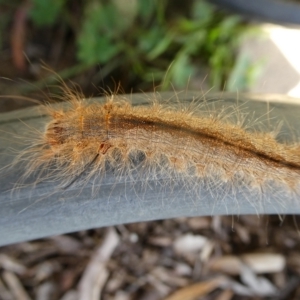 Pinara (genus) at Charleys Forest, NSW - 22 Dec 2020