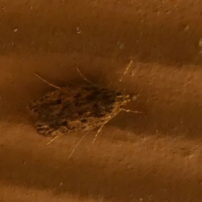 Ardozyga gypsocrana (A Gelechioid moth) at QPRC LGA - 14 Jan 2023 by Paul4K
