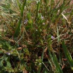 Lythrum hyssopifolia (Small Loosestrife) at QPRC LGA - 14 Jan 2023 by Paul4K