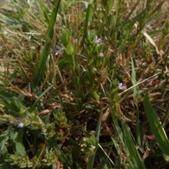 Lythrum hyssopifolia (Small Loosestrife) at Queanbeyan West, NSW - 15 Jan 2023 by Paul4K