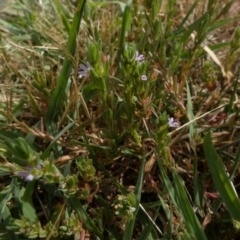 Lythrum hyssopifolia (Small Loosestrife) at Queanbeyan West, NSW - 14 Jan 2023 by Paul4K