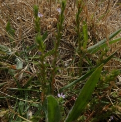 Lythrum hyssopifolia at Queanbeyan West, NSW - 15 Jan 2023