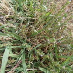 Lythrum hyssopifolia at Queanbeyan West, NSW - 15 Jan 2023