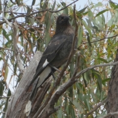 Strepera graculina (Pied Currawong) at Queanbeyan West, NSW - 15 Jan 2023 by Paul4K