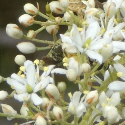 Lasioglossum (Chilalictus) sp. (genus & subgenus) (Halictid bee) at QPRC LGA - 14 Jan 2023 by Paul4K