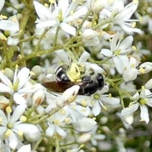 Lasioglossum (Chilalictus) sp. (genus & subgenus) at Queanbeyan West, NSW - 15 Jan 2023