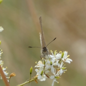 Paralucia pyrodiscus at Queanbeyan West, NSW - suppressed