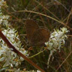 Paralucia pyrodiscus at Queanbeyan West, NSW - suppressed