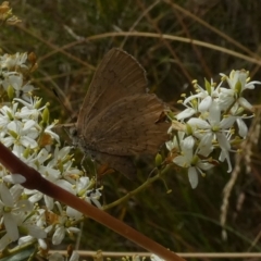 Paralucia pyrodiscus at Queanbeyan West, NSW - suppressed