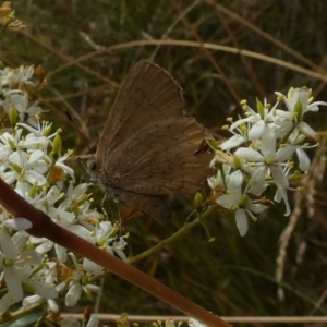 Paralucia pyrodiscus at Queanbeyan West, NSW - suppressed