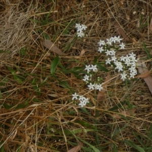 Centaurium erythraea at Queanbeyan West, NSW - 15 Jan 2023 09:14 AM