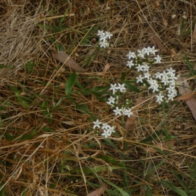 Centaurium erythraea (Common Centaury) at Queanbeyan West, NSW - 15 Jan 2023 by Paul4K