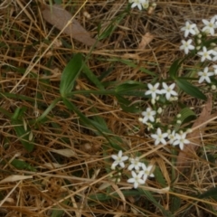 Centaurium erythraea at Queanbeyan West, NSW - 15 Jan 2023