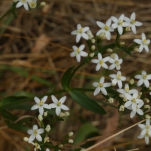 Centaurium erythraea at Queanbeyan West, NSW - 15 Jan 2023
