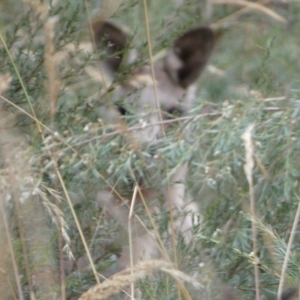 Macropus giganteus at Queanbeyan West, NSW - 15 Jan 2023