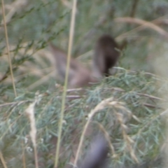 Macropus giganteus at Queanbeyan West, NSW - 15 Jan 2023