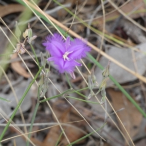 Thysanotus tuberosus at Queanbeyan West, NSW - 15 Jan 2023