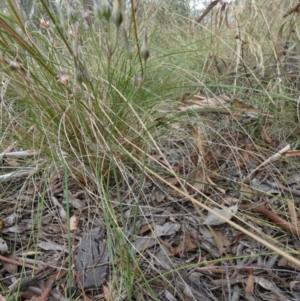 Thysanotus tuberosus at Queanbeyan West, NSW - 15 Jan 2023