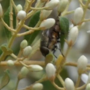 Exoneura sp. (genus) at Queanbeyan West, NSW - 15 Jan 2023