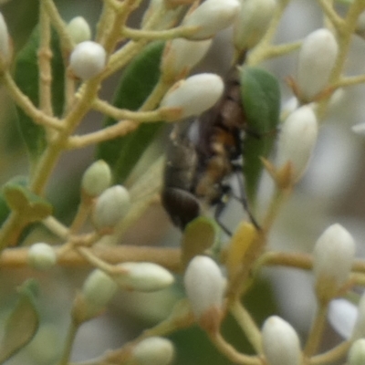 Exoneura sp. (genus) (A reed bee) at QPRC LGA - 14 Jan 2023 by Paul4K