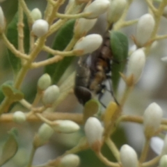 Exoneura sp. (genus) (A reed bee) at Bicentennial Park - 14 Jan 2023 by Paul4K