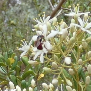 Exoneura sp. (genus) at Queanbeyan West, NSW - 15 Jan 2023