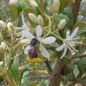 Exoneura sp. (genus) at Queanbeyan West, NSW - 15 Jan 2023