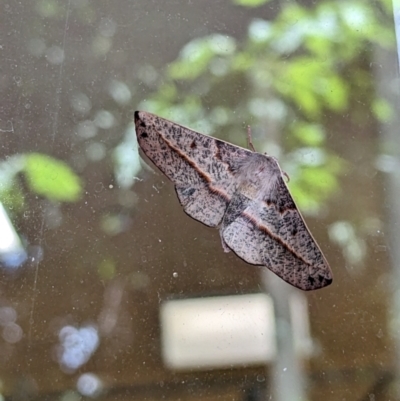 Antictenia punctunculus (A geometer moth) at Curtin, ACT - 15 Jan 2023 by stofbrew