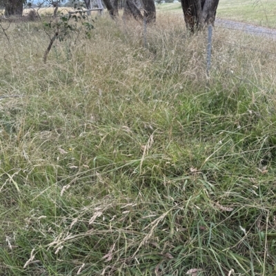 Lolium arundinaceum (Tall Fescue) at Cook, ACT - 15 Jan 2023 by lbradley