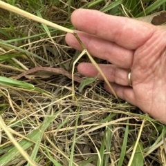 Festuca arundinacea at Molonglo Valley, ACT - 15 Jan 2023