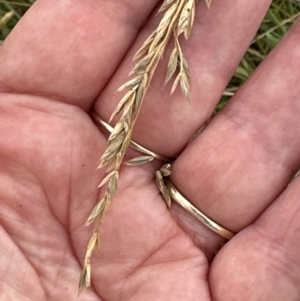 Festuca arundinacea at Molonglo Valley, ACT - 15 Jan 2023