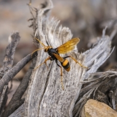 Cryptocheilus sp. (genus) (Spider wasp) at Nanima, NSW - 15 Jan 2023 by trevsci