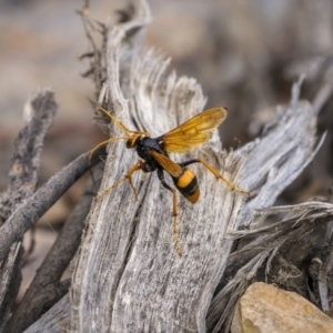 Cryptocheilus sp. (genus) at Nanima, NSW - 15 Jan 2023