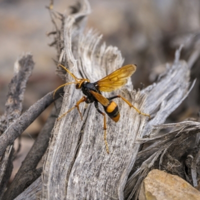 Cryptocheilus sp. (genus) (Spider wasp) at Nanima, NSW - 14 Jan 2023 by trevsci