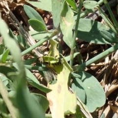 Megachile (Eutricharaea) serricauda (Leafcutter bee, Megachilid bee) at Dunlop, ACT - 15 Jan 2023 by JR