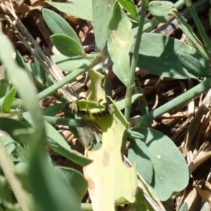 Megachile (Eutricharaea) serricauda at Dunlop, ACT - 15 Jan 2023