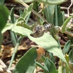 Megachile (Eutricharaea) serricauda at Dunlop, ACT - 15 Jan 2023