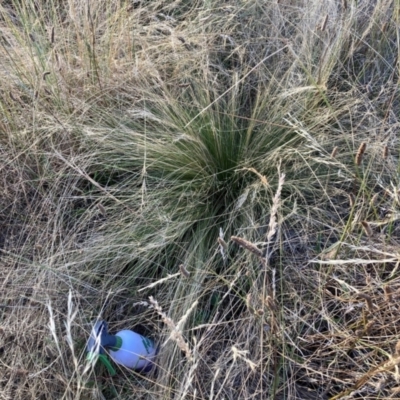 Nassella trichotoma (Serrated Tussock) at Watson, ACT - 14 Jan 2023 by waltraud