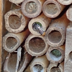 Megachile (Hackeriapis) oblonga (A Megachild bee) at Dunlop, ACT - 15 Jan 2023 by JR