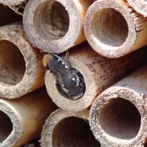 Megachile (Hackeriapis) oblonga at Dunlop, ACT - 15 Jan 2023