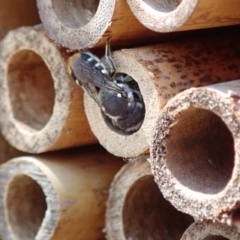 Megachile (Hackeriapis) oblonga at Dunlop, ACT - 15 Jan 2023 01:25 PM