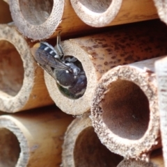 Megachile (Hackeriapis) oblonga at Dunlop, ACT - 15 Jan 2023 01:25 PM