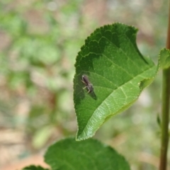 Homalictus (Homalictus) sphecodoides (sweat bee) at Dunlop, ACT - 15 Jan 2023 by JR