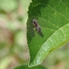 Lasioglossum (Homalictus) sphecodoides at Dunlop, ACT - 15 Jan 2023