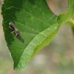 Lasioglossum (Homalictus) sphecodoides at Dunlop, ACT - 15 Jan 2023