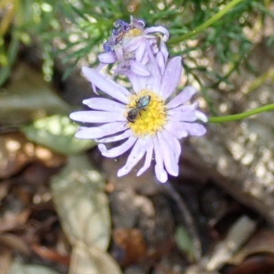 Lasioglossum (Homalictus) sphecodoides (Furrow Bee) at Dunlop, ACT - 15 Jan 2023 by JR