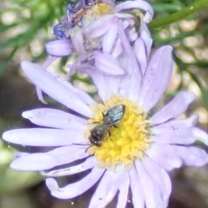 Lasioglossum (Homalictus) sphecodoides at Dunlop, ACT - 15 Jan 2023